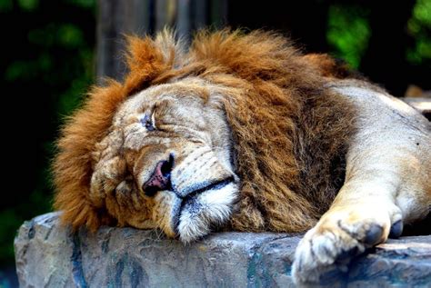 Sleeping Lion Sleeping Lion At Everland Safari World In Cherl Kim