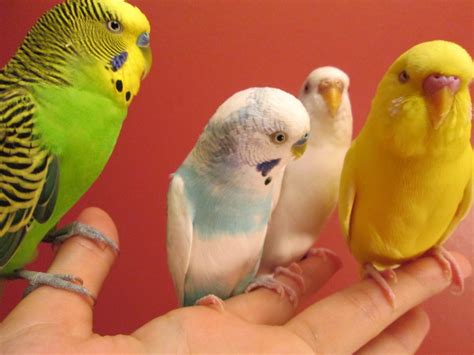 The Best Parakeet Diet And Foods What To Feed A Budgie Pethelpful