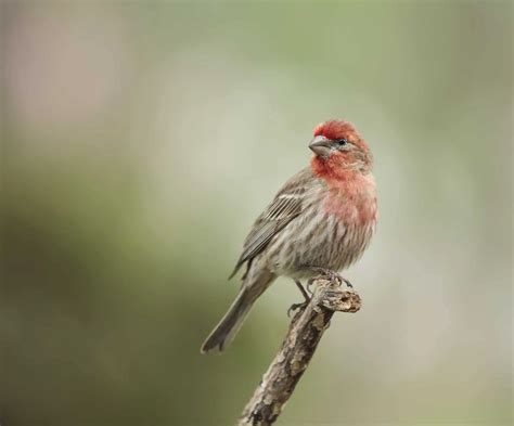 Finches In Colorado 12 Species With Pictures Wild Bird World