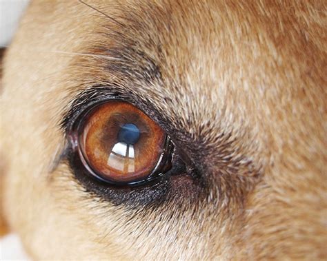 Dog Eye Problems 8 Most Common Amp Treatment Options Aria Art