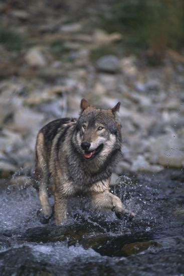 Gray Wolf Crossing A River Photographic Print Dlillc