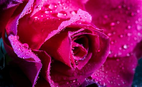 4k Roses Closeup Pink Color Drops Hd Wallpaper Rare Gallery