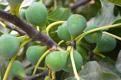 How To Grow Fig Treesfruits From Seed To Harvest Check How This Guide