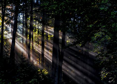 fotos gratis árbol naturaleza bosque ligero planta noche luz de sol mañana hoja verde