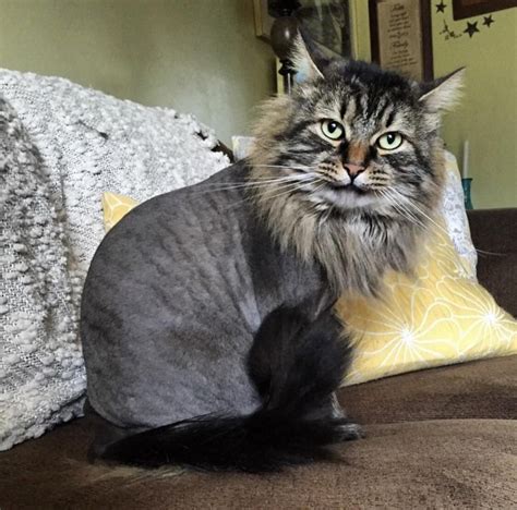 But here is this veterinarian, a man who has dedicated his entire life to the practice of saving animals, suggesting that my cat will actually enjoy being shaved to look like a lion? Pin on Cats