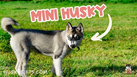 Miniature Husky Owners Guide Everything You Need To Know
