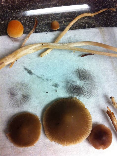 Magic Mushroom Identification Help Mushroom Hunting And