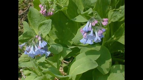 Virginia Bluebells ~ Natures Favorite Perennial Flower Flowers