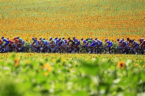 Tdf Sunflowers Tour De France Cycling France Cycling Race