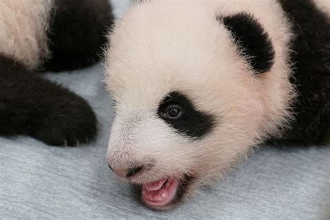 Twin Baby Pandas At Ueno Zoo Are Now Growing Teeth At 89 Days Old