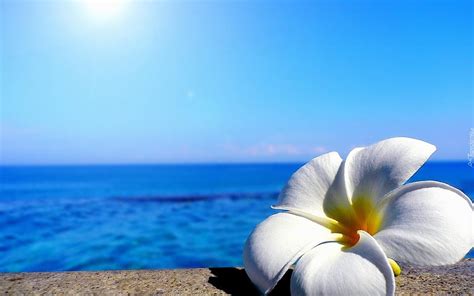Exotic Oceans Graphy Beaches Nature Flowers Hd Wallpaper Pxfuel