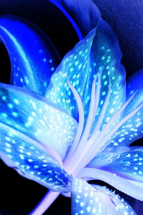 Colorful Blue Stargazer Lilly Stock Image Image Of Textures Used
