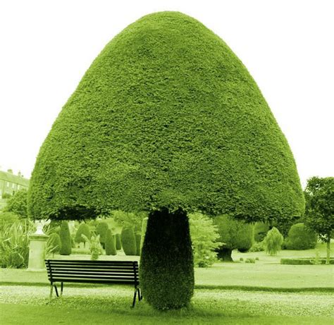 12 Uniquely Strange Trees That Youve Probably Never Seen Before