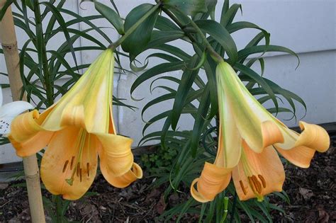 Lily Lilium Copper King In The Lilies Database