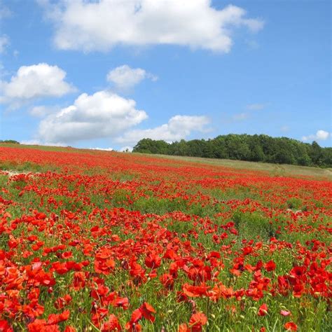 Poppy Field In England By Dobrille Purchase Prints And Digital