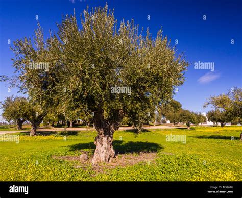Olive Trees Olea Europaea In Alentejo Region Portugal Stock Photo