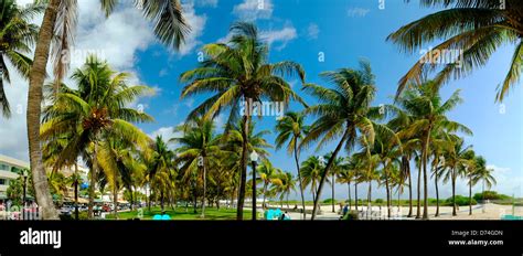 Palm Trees South Beach Miami Florida Usa Stock Photo Alamy