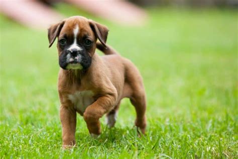 Boxer Growth And Weight Chart Male And Female The Complete Guide K9 Web