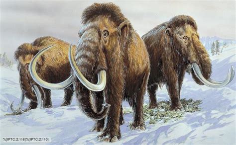 Bbc Nature Woolly Mammoth Videos News And Facts