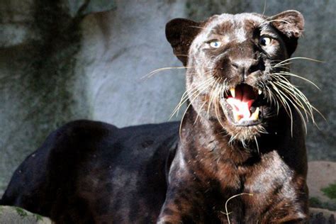 Black Panther Facts Big Cat Rescue