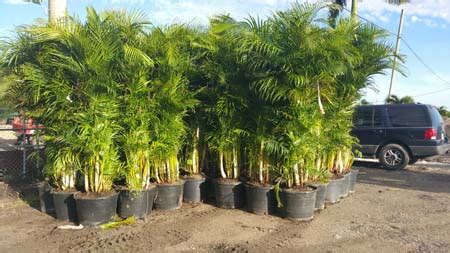 Areca palm tree, for instance, has a tall and clumping figure just like bamboo trees. Palm Trees For Sale In Los Angeles, California