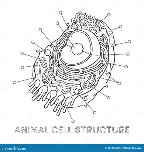 Vector Sketching Illustrations Schematic Structure Of Animal Cell