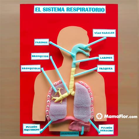 Aparato Respiratorio Maqueta Del Sistema Respiratorio Maqueta Del