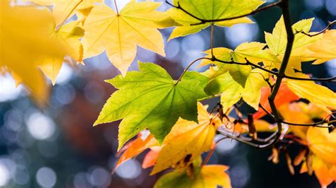 Autumn Yellow Green Leaves Branch White Bokeh Background Hd Nature