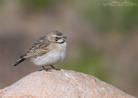 Juvenile Horned Lark On The Wing Photography