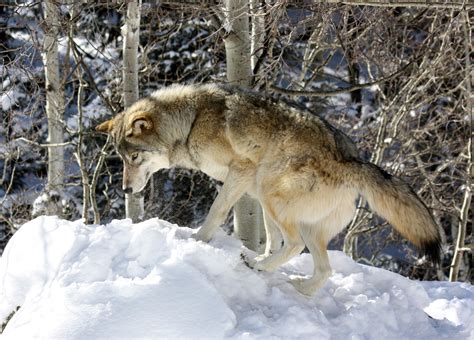 Will I See Wolves In Rocky Mountain National Park