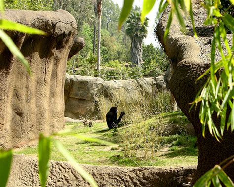 How To Build Natural Habitats For Animals At Zoological Parks Outside