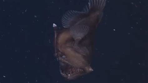 Amazing Video First Ever Images Of Elusive ‘black Seadevil Captured
