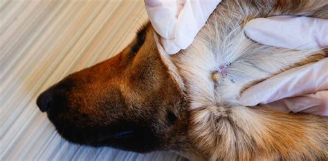 What Does A Tick Look Like On A Dog Photos And Tips From A Vet