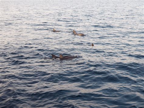 Sun siyam vilu reef (resort), dhaalu atoll (maldives) deals. The Sunset & Dolphin Cruise Of Dreams At Kurumba; Maldives ...
