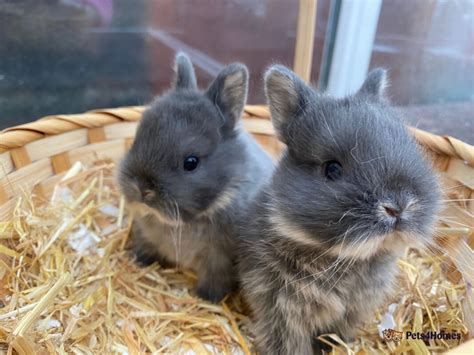 Netherland Dwarf Bunny Small Pets Shop Netherland Dwarf Rabbit For Sale