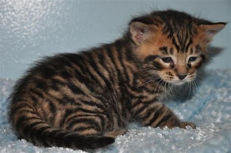 Bringing toygers to the south. I love cats and...: Toyger