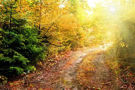 Road In Autumn Forest Stock Image Image Of Multi Rural 61048479