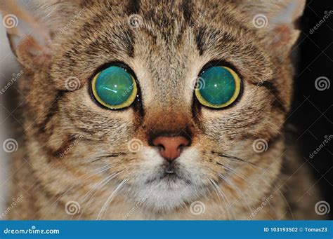 Portrait Of Tabby Cat With Big Eyes Stock Photo Image Of Green Blue