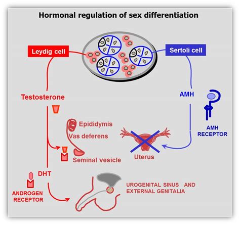 Etx Pediatrics Ch15 Fig18 Endotext