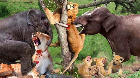 King Lion Vs Gain Elephant Lion King Was Knocked Out When He Met The