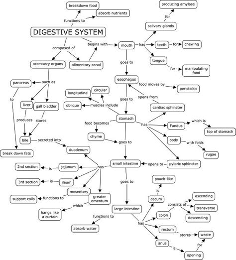 Digestive System Parts Concept Map Answer Key Tips For Understanding The Human Digestive System