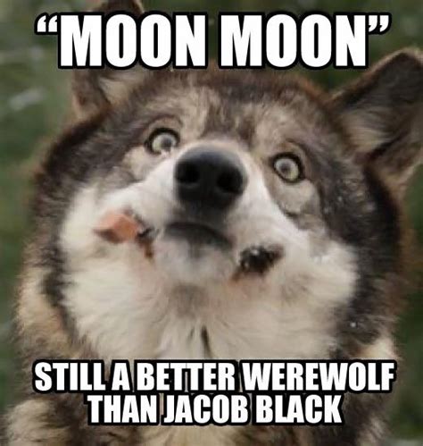 The Internets Most Asked Questions Funny Wolf Funny Animals Moon
