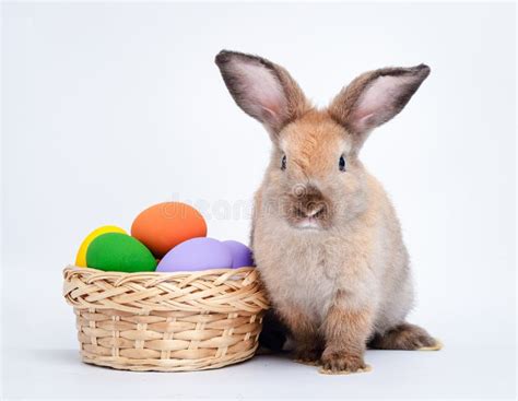 Cute Little Brown Rabbit And A Basket With Easter Eggs Stock Photo
