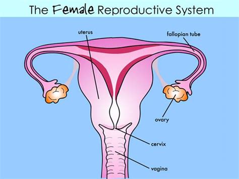 Ignasi Peraire Science Blog Male And Female Reproductive Systems 6th
