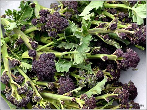 Can You Eat Sprouting Broccoli Leaves Broccoli Walls