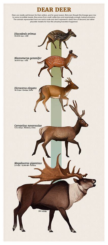 Deer Evolution Prehistoric Animals Prehistoric Wildlife Ancient Animals