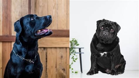 Black Labrador Pug Mix Pug Friend