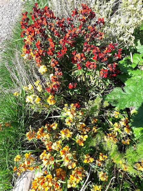 Erysimum Cheiri L Crantz Plants Of The World Online Kew Science