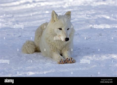 Artic Wolf Canis Lupus Stock Photo Alamy