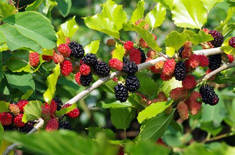 Magnificient Mulberry Everything You Need To Know About It